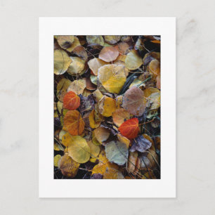 Cartão Postal "Autumn Leaf Quebra-cabeça"