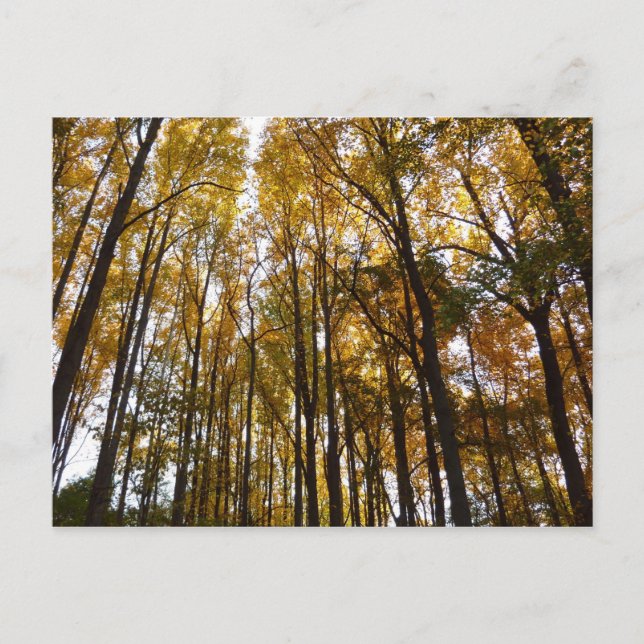 Cartão Postal Autumn Leaves na Morning Maryland (Frente)