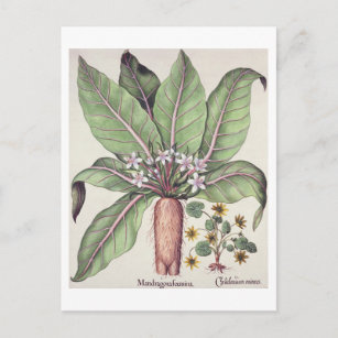 Cartão Postal Autumn Mandrake, do Hortus Eystettensis, por