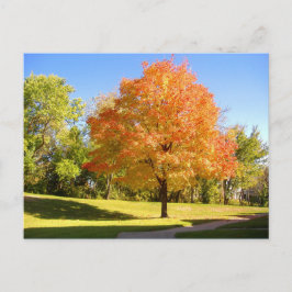 Cartão Postal Autumn Maple 2004 Foto / Mark Edward Westerfield