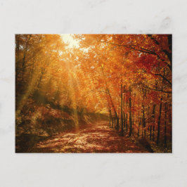 Cartão Postal Autumn Orange Brown Tres Forest Nature Fotografia