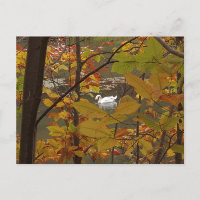 Cartão Postal Autumn Pond com Swan (Frente)