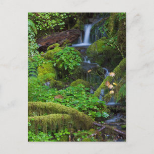 Cartão Postal Autumn Rainforest   Olympic National Park