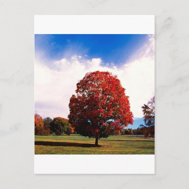 Cartão Postal Autumn Red Maple Tree Forest Clermont Kentucky (Frente)