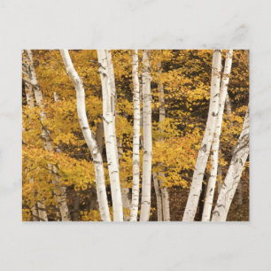 Cartão Postal Autumn scape, Vermont, EUA