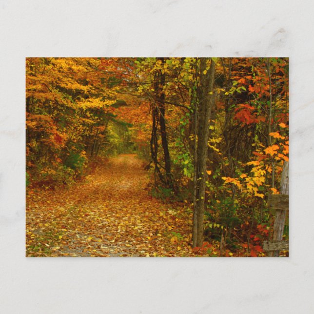 Cartão Postal Autumn Splendor na Nova Inglaterra (Frente)