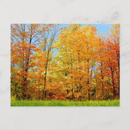 Cartão Postal Autumn Trees 2004 Foto