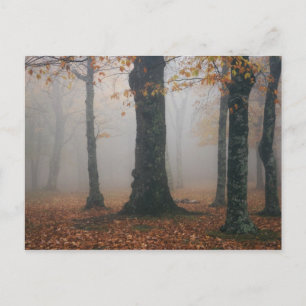 Cartão Postal Autumn view of foggy forest, Grandfather 2
