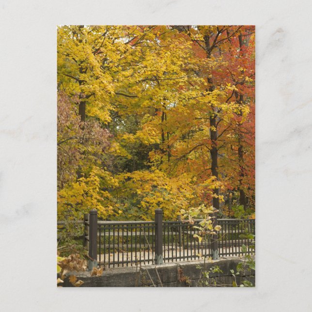 Cartão Postal Autumn Vine Weddinga (Frente)