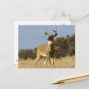 Cartão Postal Autumn Whitetail Buck