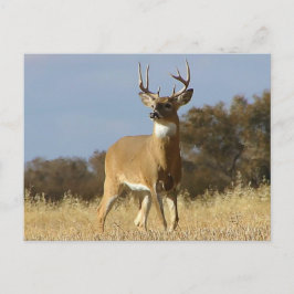 Cartão Postal Autumn Whitetail Buck