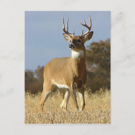Cartão Postal Autumn Whitetail Buck