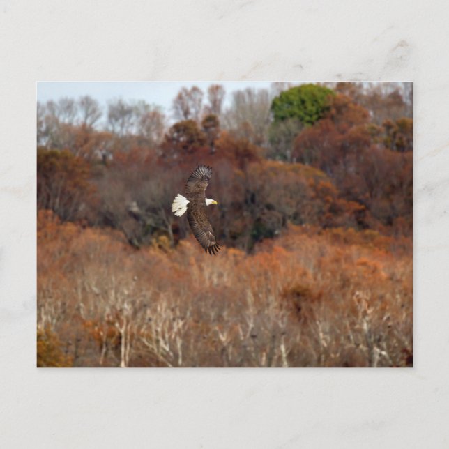Cartão Postal Autumn Wings (Frente)