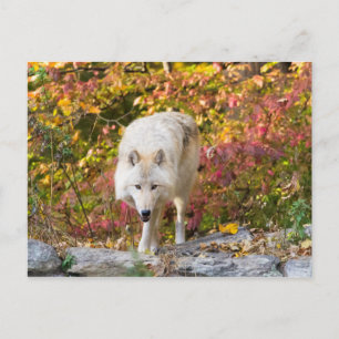 Cartão Postal Autumn Wolf