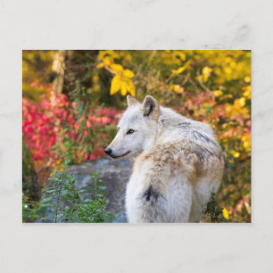 Cartão Postal Autumn Wolf