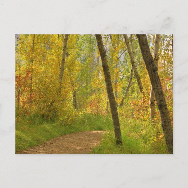 Cartão Postal Autumn Woodlands (Frente)
