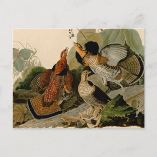 Cartão Postal Ave de Jogo de Audubon do Agrupamento Rachado