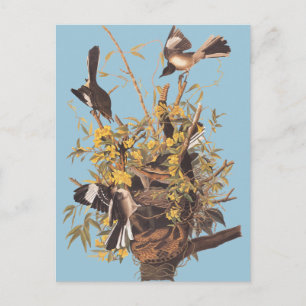 Cartão Postal Ave de Mocking de Audubon