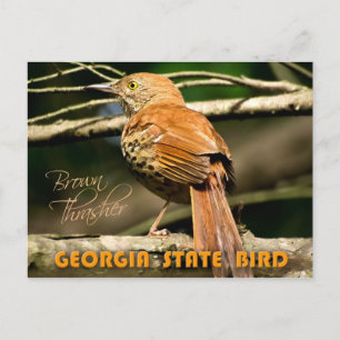 Cartão Postal Ave do Estado da Geórgia - Brown Thrasher