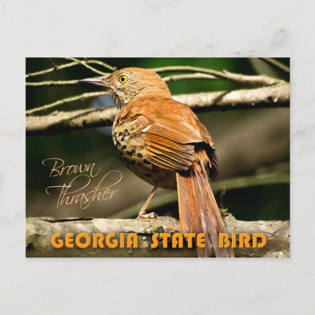 Cartão Postal Ave do Estado da Geórgia - Brown Thrasher (Frente)