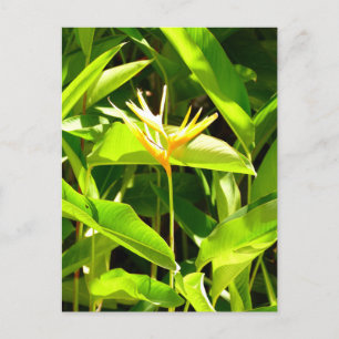 Cartão Postal Ave do Paraíso