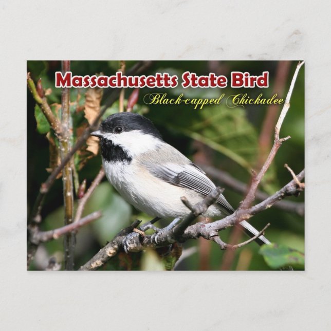 Cartão Postal Ave Estadual de Massachusetts - Chickadee de Capuz (Frente)