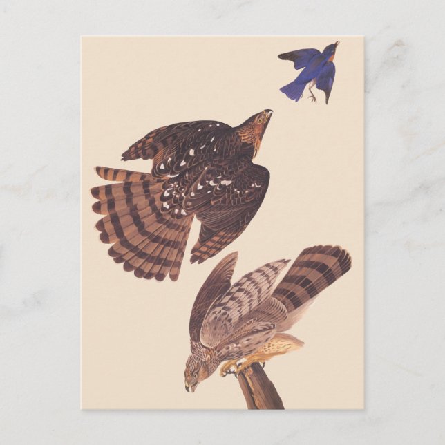 Cartão Postal Ave Hawk Hawk de Prey, Coopers de Audubon (Frente)