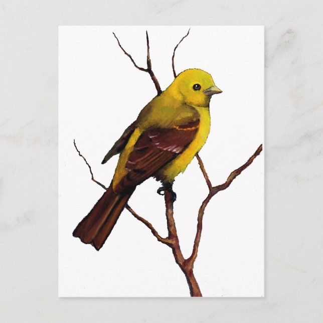 Cartão Postal Ave: Mulher Western Tanager: Arte original (Frente)