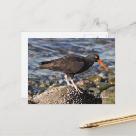 Cartão Postal Ave Negra Oystercatcher na Praia