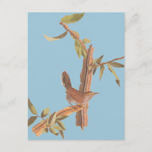 Cartão Postal Ave Solitária Wren Bewick de Audubon em Branch