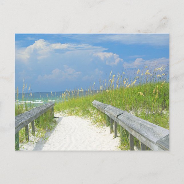 Cartão Postal Aveia do mar do ouro (Frente)