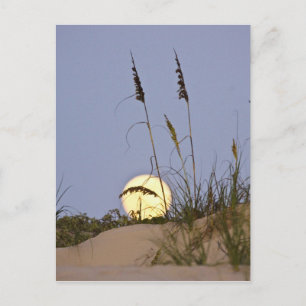 Cartão Postal Aveia do Mar (Uniola paniculata) crescendo na arei