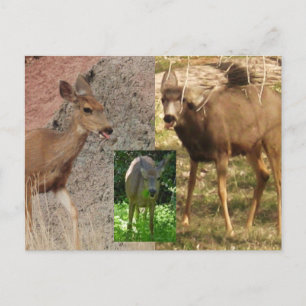 Cartão Postal Aveia Framboesa III
