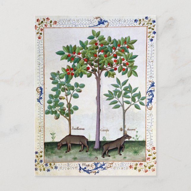 Cartão Postal Avelãs Bush e cerejeira (Frente)