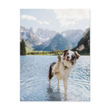 Aventura no Lago com Border Collie Montanha Cão Vi