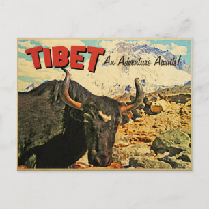 Cartão Postal Aventura no Tibete Aguarda Boi