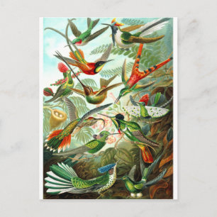 Cartão Postal Aves
