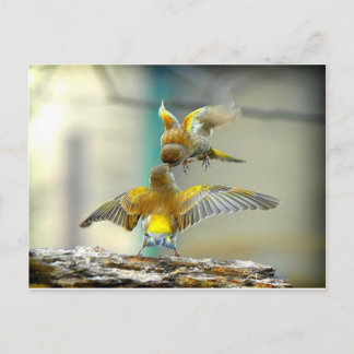 Cartão Postal aves adoráveis