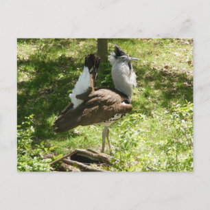 Cartão Postal Aves Africanas: Kori Bustard