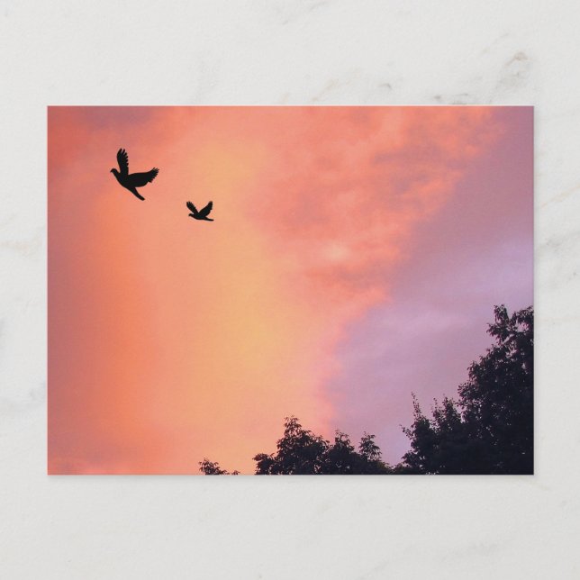 Cartão Postal Aves ao Sunset (Frente)