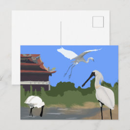 Cartão Postal Aves -- colhereiros e garças