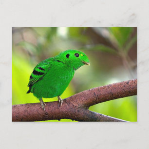 Cartão Postal Aves Coloridas