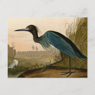 Cartão Postal Aves da América de Crane Azul de Audubon