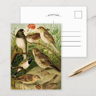 Cartão Postal Aves da América do Norte   Gustav Mü tzel