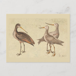 Cartão Postal Aves da Costa