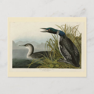Cartão Postal Aves de Audubon do Norte Diver Loon da América