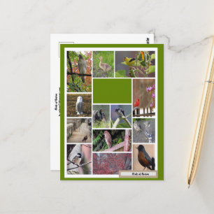 Cartão Postal Aves de Boston