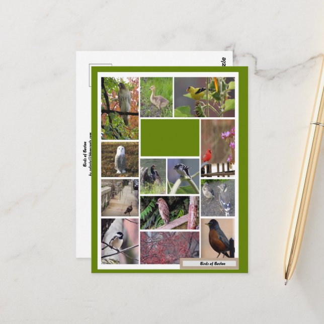 Cartão Postal Aves de Boston (Frente/Verso In Situ)