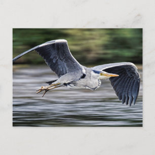Cartão Postal Aves de Cinza Selvagem com Fotografia de Voo