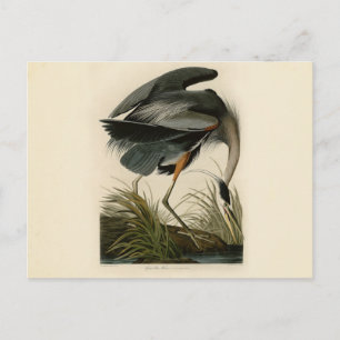 Cartão Postal Aves de Excelente Azul-Héron Audubon